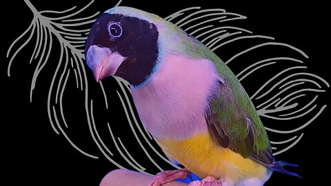 Black Head Light Purple breast Green Body Lady Gouldian Finch Male