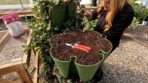 Propagating Strawberries in My GreenStalk! 🍓🍓🍓