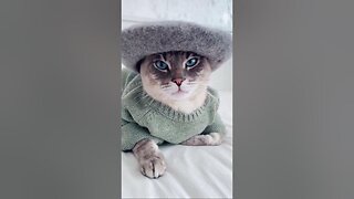 My cat on fashion