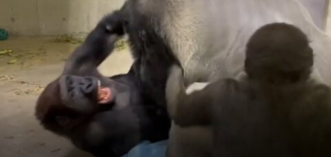 Gorilla fights her big son