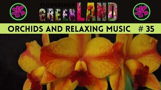LIFTING DREAM MUSIC | 100 ORCHIDS TO THE SOUND OF RELAXING MUSIC | # 35
