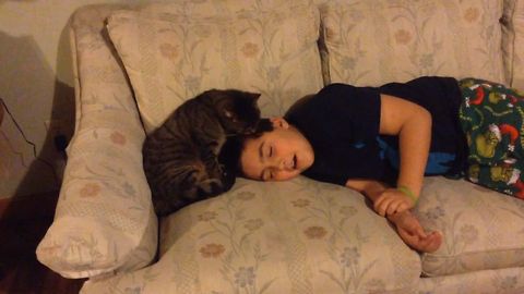 When A Cat Adopts A Human