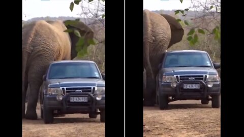 Elephant attacked on car!