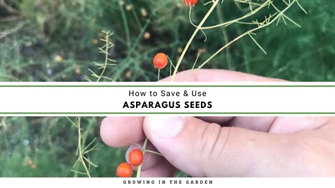 How to Save & Use Asparagus Seeds