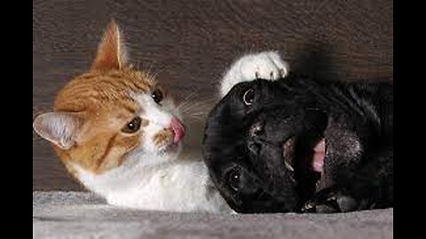 They are so funny dog and cat, they are so cute and funny pets.[Black Dog]