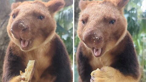 Baby Tree Kangaroo Noisily Snacks On Tasty Banana