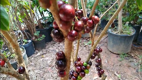 frutíferas produzindo em vaso maçã caferana jabuticabeira azul frutinha de leite e rosas do deserto