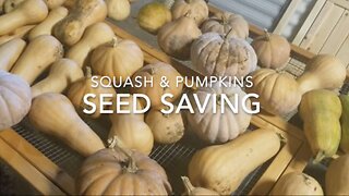 Seed Saving - Pumpkin & Squash