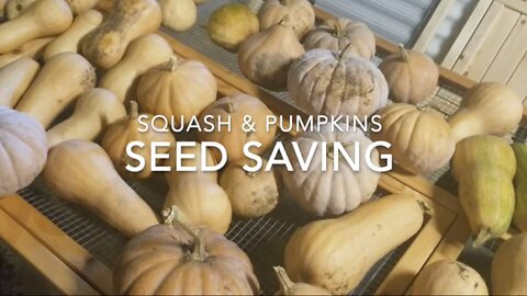 Seed Saving - Pumpkin & Squash