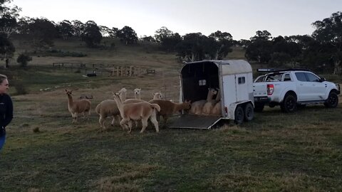 Checking out the new girls.