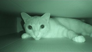 Are Your Cats Most Active At Night?