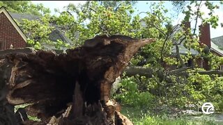 Tree cleanup operations underway in Detroit after Monday's storm