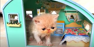 RESCUE the Smallest KITTEN in the World !! And building a NEW HOUSE for CAT