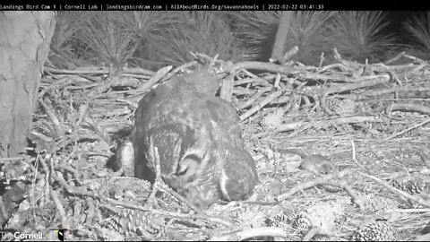 Mom and Owlet Share Breakfast 🦉 2/22/22 03:41