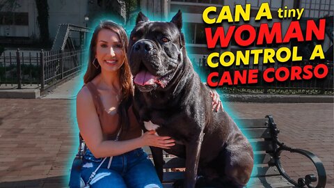 Can Women Handle a Cane Corso?