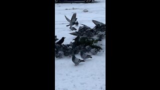 Foraging in the snow