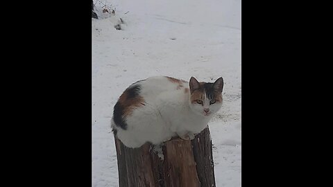 Bird Watching Cat, Lucille