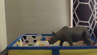 Cow vs rhino