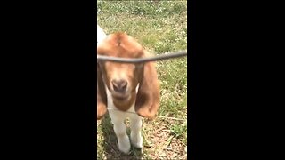 A little goat say what