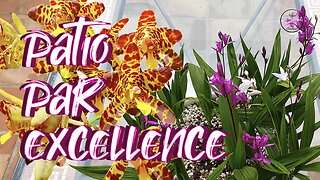 Beautiful Varied Orchid Collection Blooms Patio Tour March 2024 | Updates & More #ninjaorchids