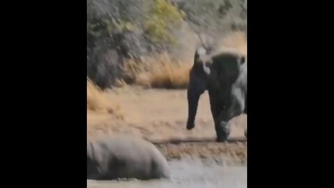 Angry Elephant Charges Hippo