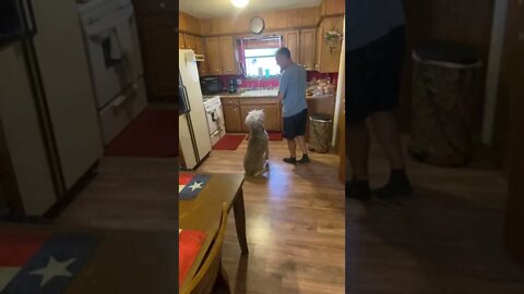 Deer camp dog does hilarious trick. 🐶 #shorts