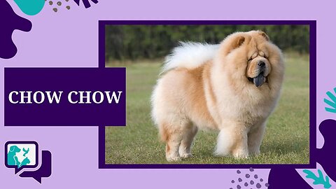 CHOW CHOW: TUDO SOBRE A RAÇA