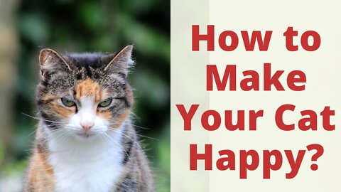 How to Make Your Cats Happy: Important Tips and Tricks. What makes your cat happy? Secrets Open.