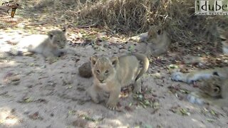 Cute Lion Cubs Play Together In The Wild