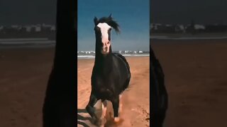 horses