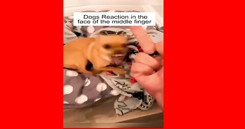 Dogs Reaction In The Face Of The Middle Finger So Funny
