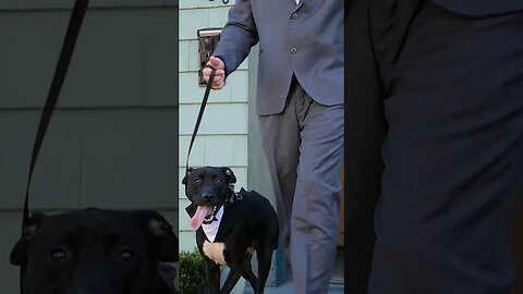 The bestest man for a wedding 🐶🤵 #viral #trending #fyp #dog #dogs #shorts #animals #groom #wedding