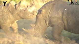 Rare White Rhinos Sparring On The African Plains