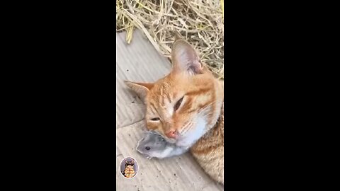 #Funny clip of animals😂 so funny🤣 #Humorous animals #😂 #Funny humor😂 #😂 #funny clip #Funny #animals