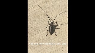 Earth bug ewwww