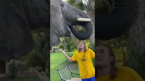 Elephant steals a watermelon