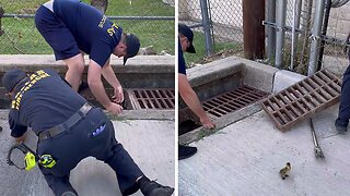 Duckling Jumps Right Back Into Sewer After Being Rescued