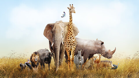 African animals. with its name and specifications