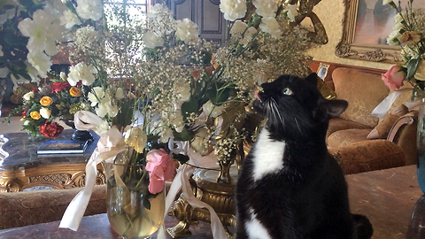 Funny Tuxedo Cat Rearranges and Steals Flowers