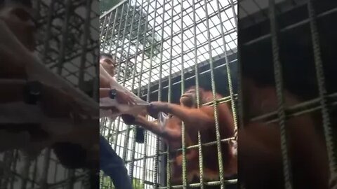 Orangutan grabbing Zoo patron