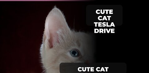 Oh my god 😱Cute cat Tesla driving