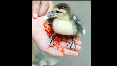 Baby duck videos 😍