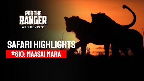 Safari Highlights #610: 10th August 2021 | Maasai Mara/Zebra Plains | Latest Wildlife Sightings