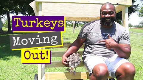 Turkeys Moving Out To Pasture | Perch Build