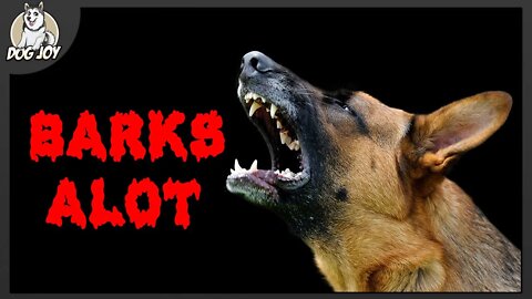 Dogs that BARK the Most!