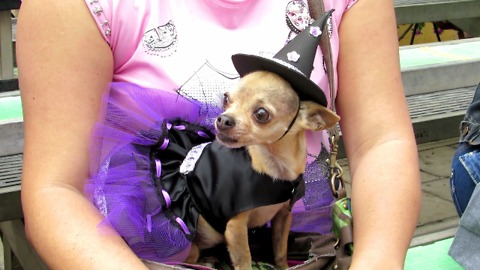 Cute and funny Chihuahua dressed in witch