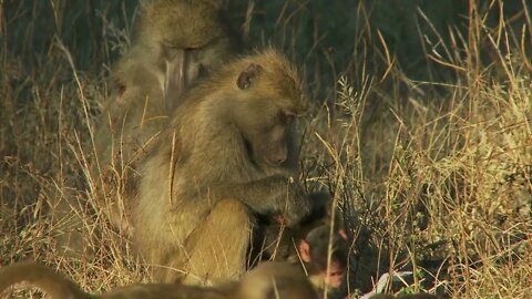 Mother And Baby Baboon