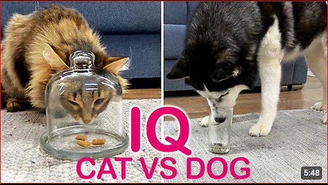 Is A Dog is Really smarter Than A Cat