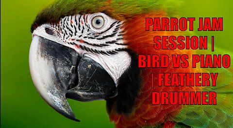 Parrot Jam Session | Bird vs Piano | Feathery Drummer