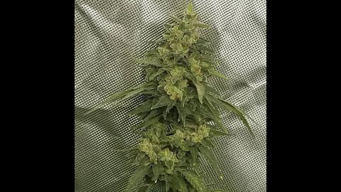 Cannabis breeding update! Sunfire